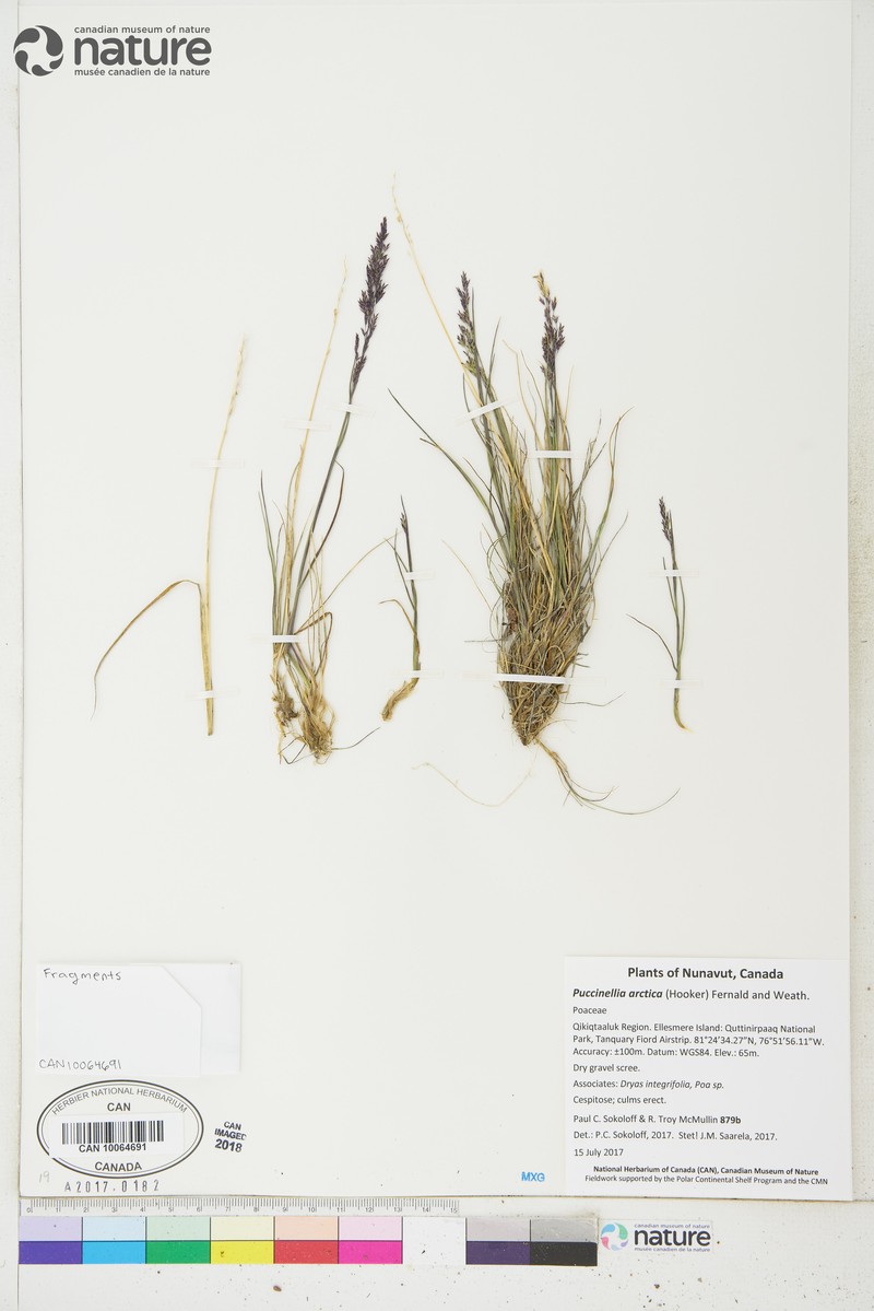 Arctic Alkaligrass photo 6