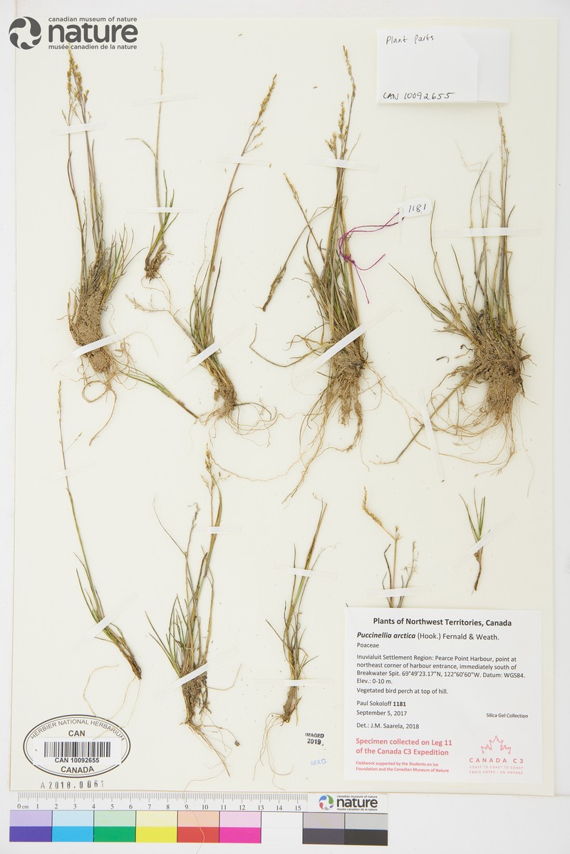 Arctic Alkaligrass photo 7