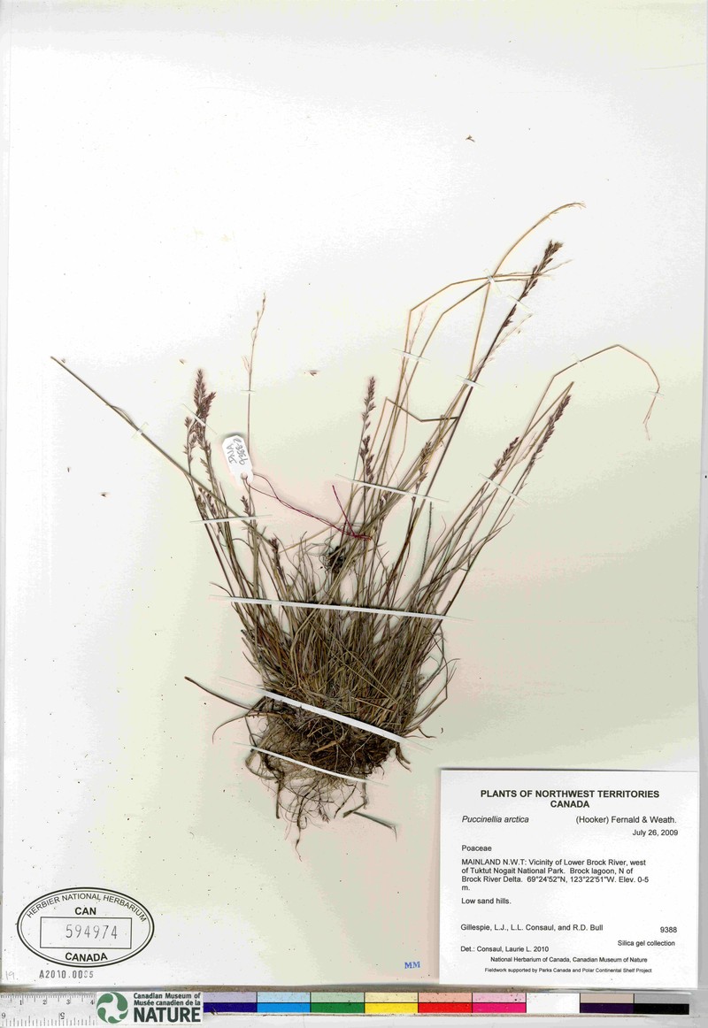 Puccinellia banksiensis