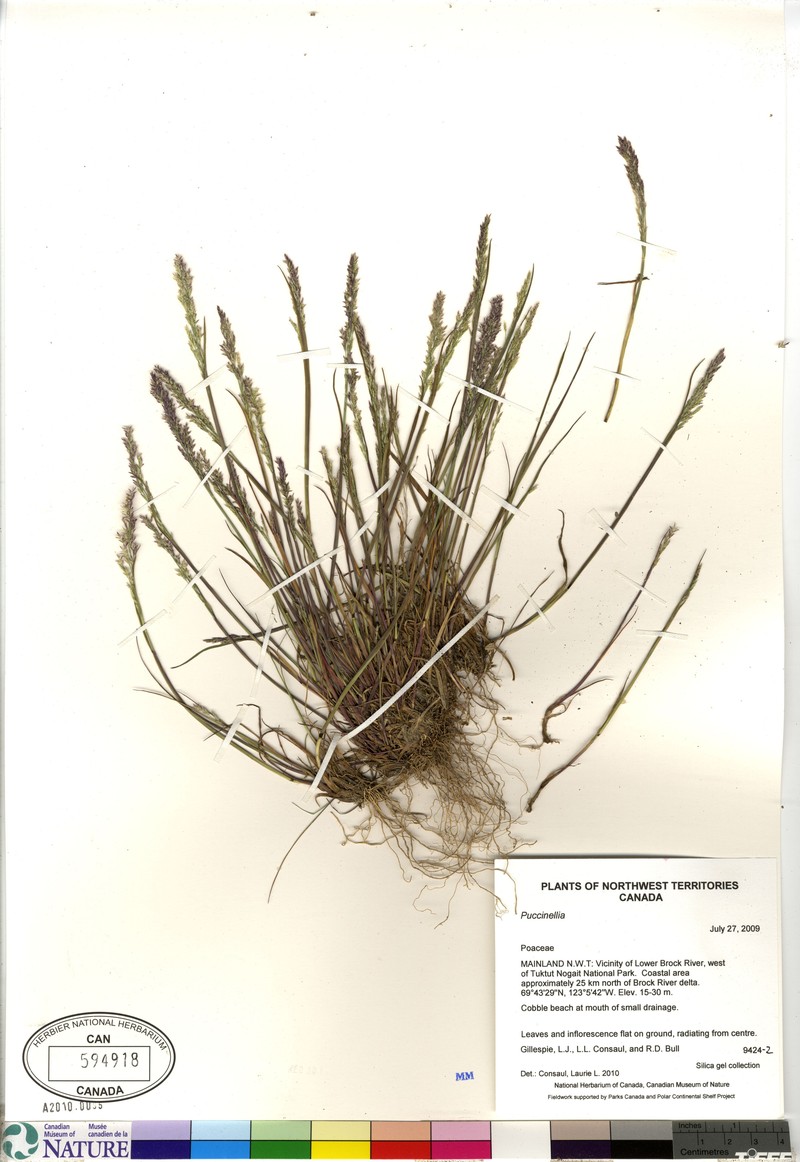 Puccinellia banksiensis photo 2