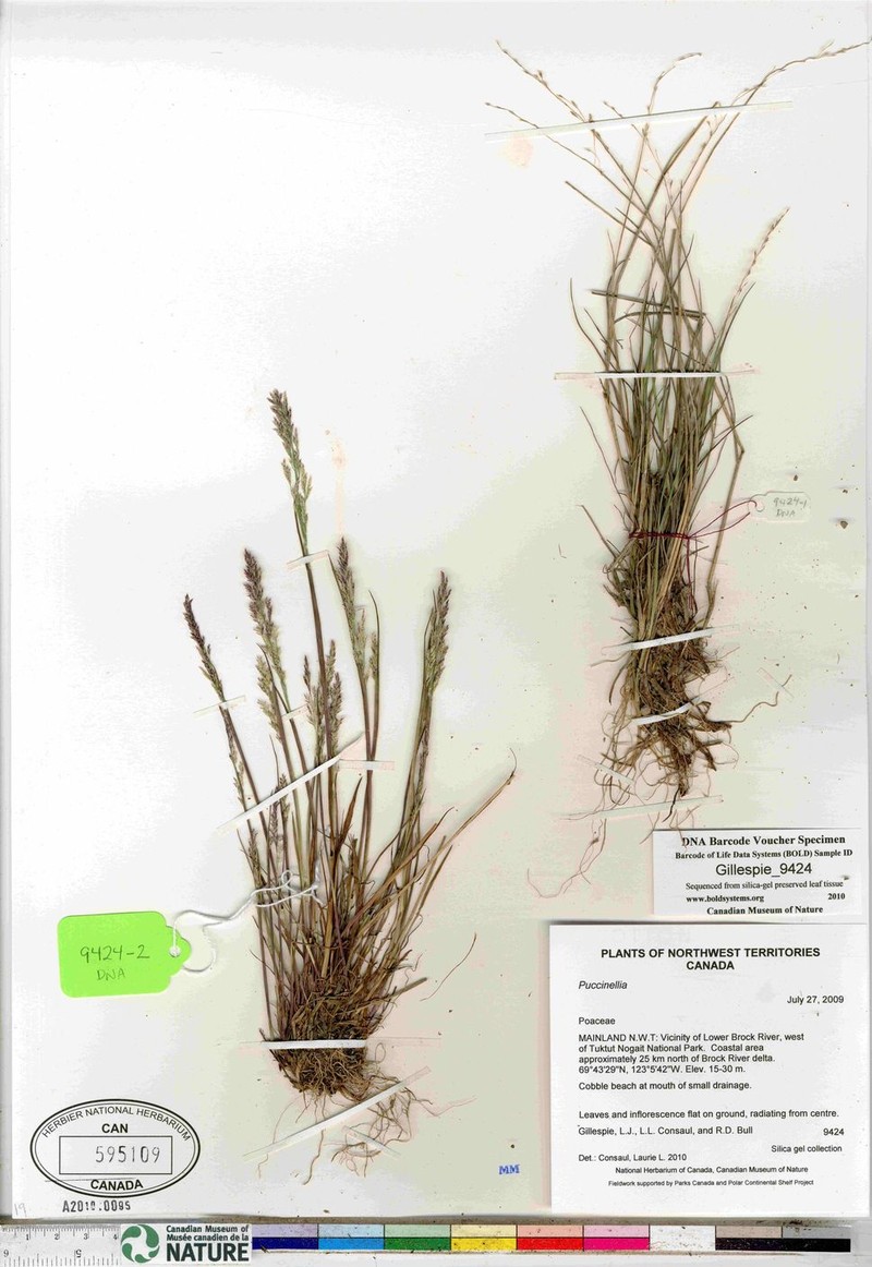 Puccinellia banksiensis photo 3