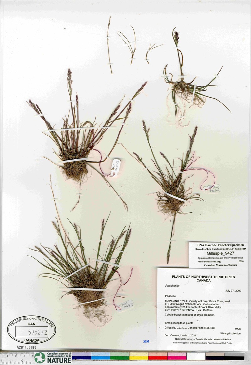 Puccinellia banksiensis photo 4