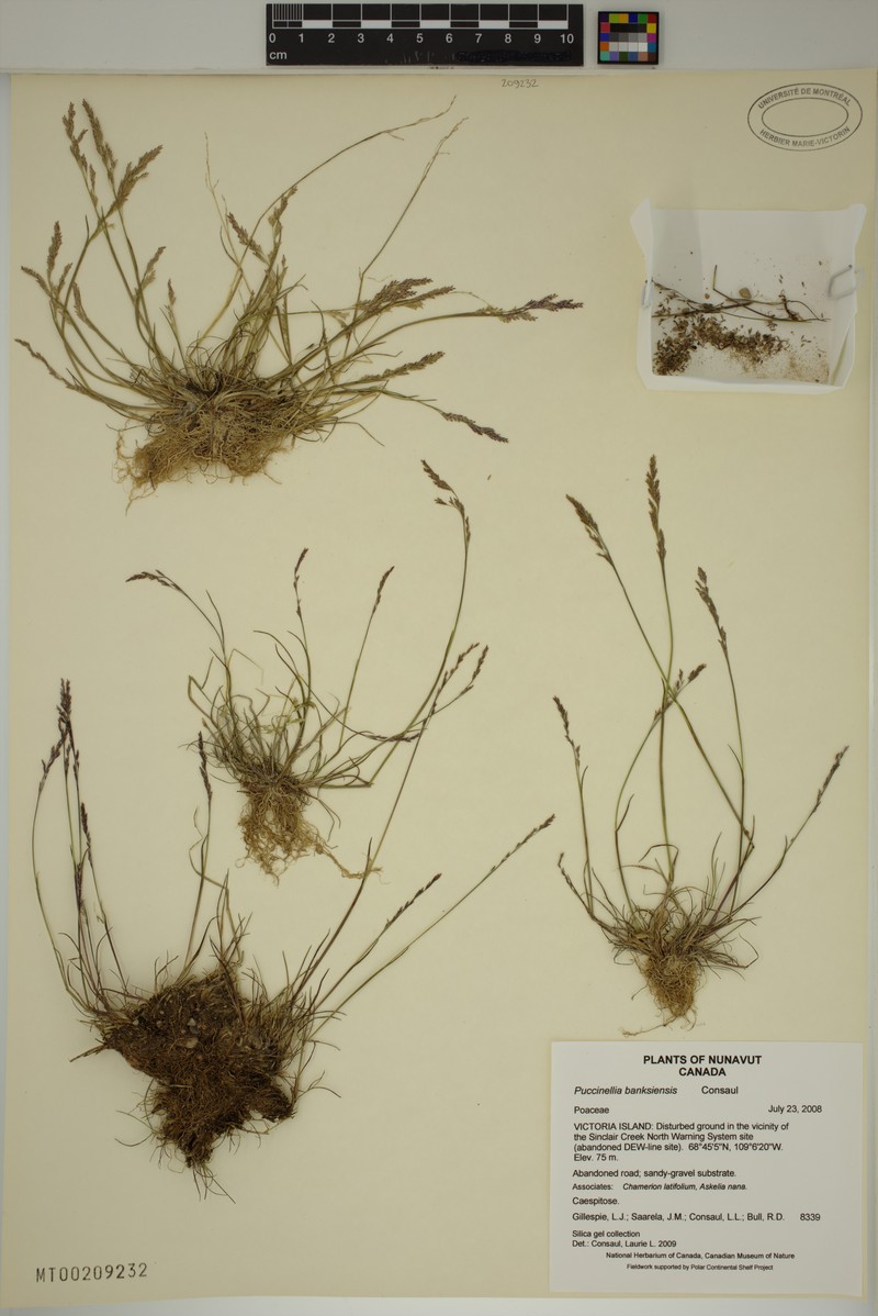 Puccinellia banksiensis photo 5