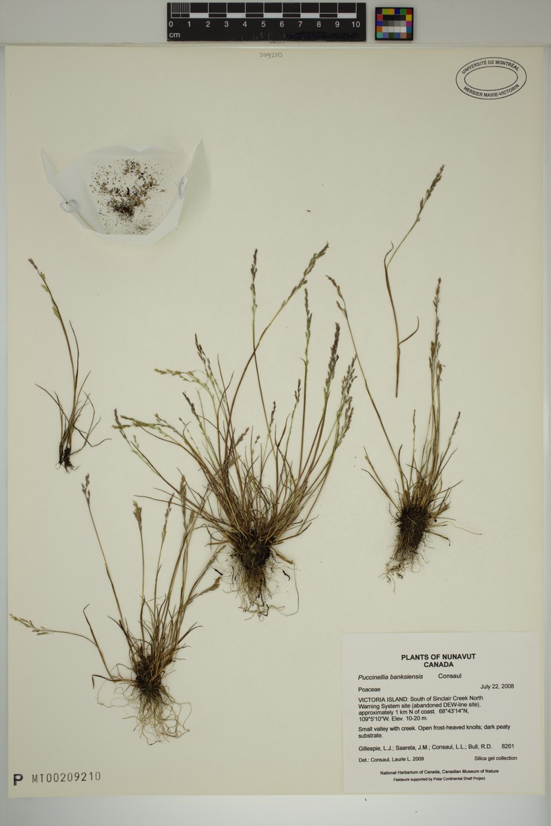 Puccinellia banksiensis photo 6