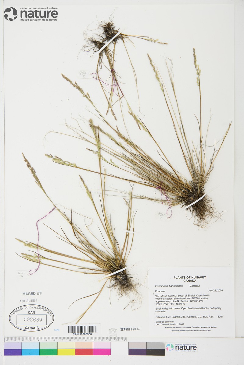 Puccinellia banksiensis photo 7