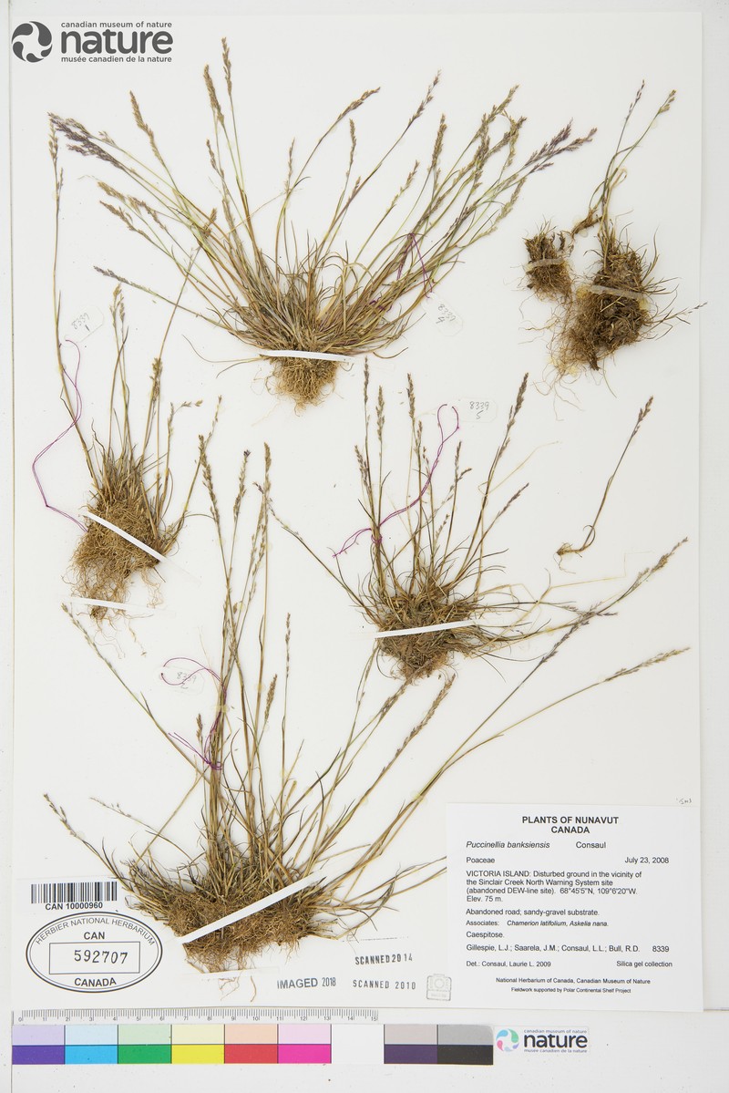 Puccinellia banksiensis photo 8