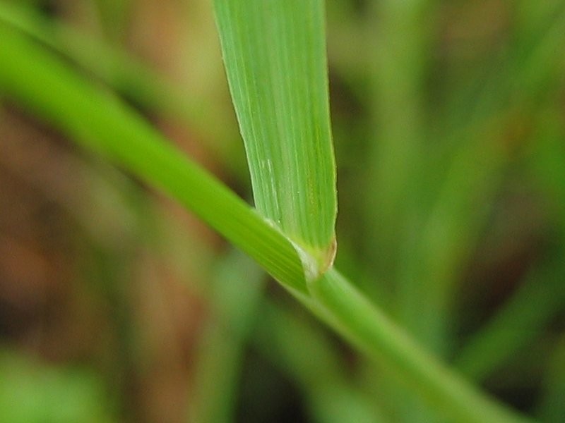 Weeping Alkaligrass photo 3