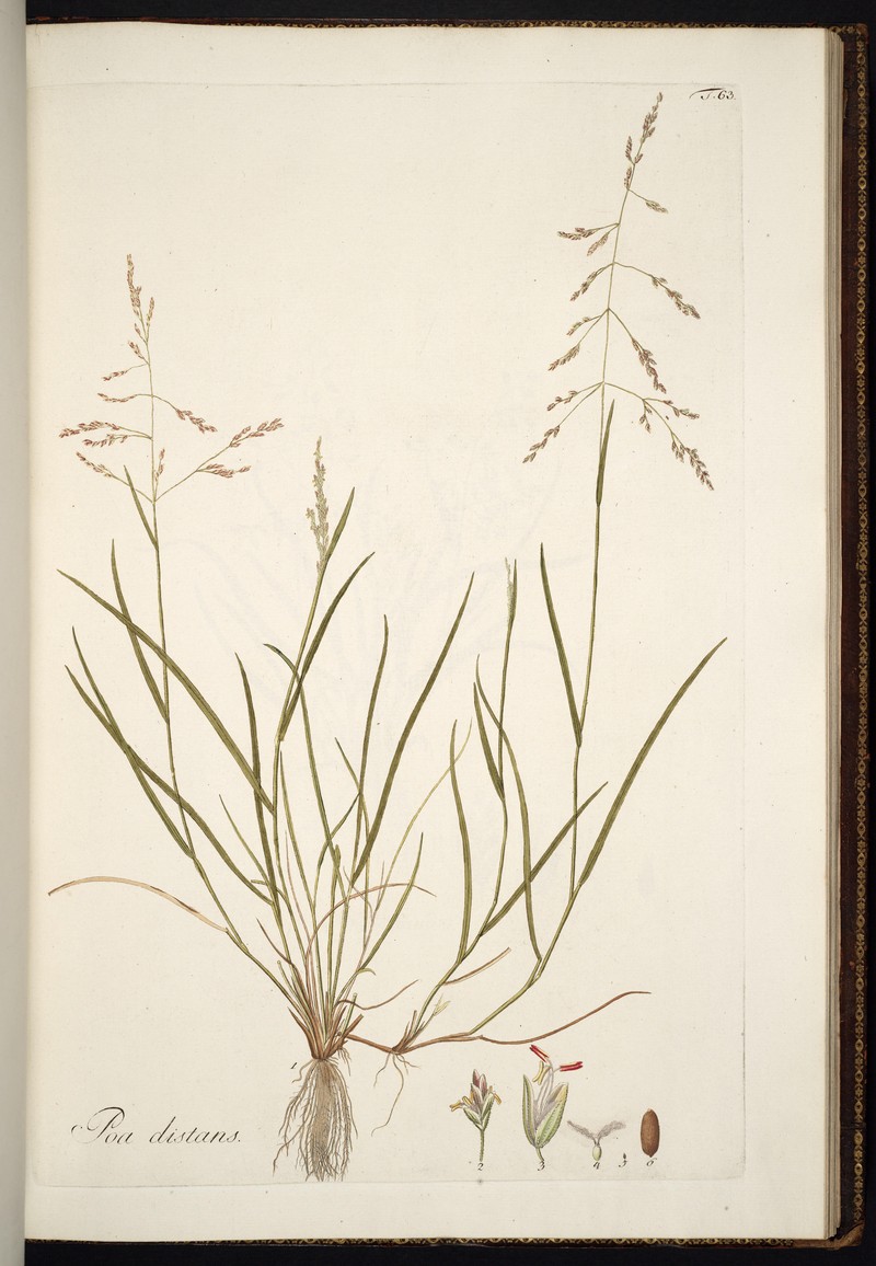 Weeping Alkaligrass photo 4