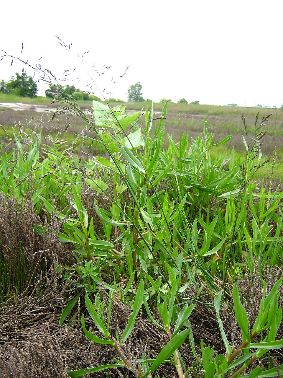 Weeping Alkaligrass photo 6
