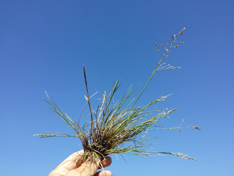 Weeping Alkaligrass photo 8