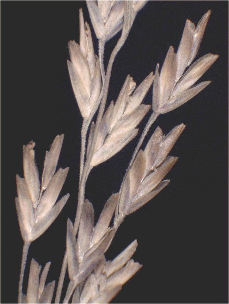 Saltmarsh Alkaligrass