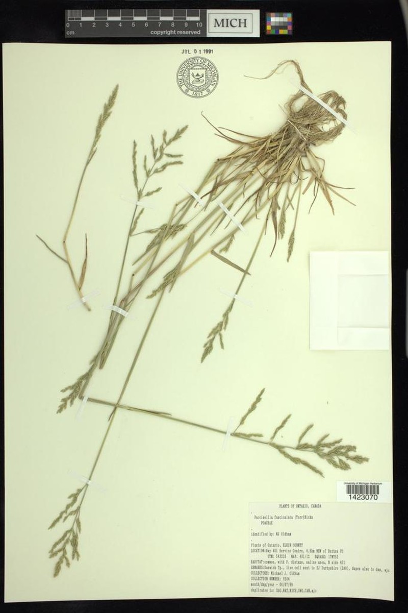 Saltmarsh Alkaligrass photo 2