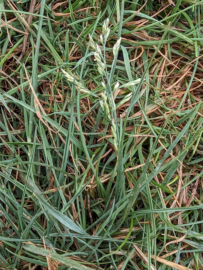 Saltmarsh Alkaligrass photo 3