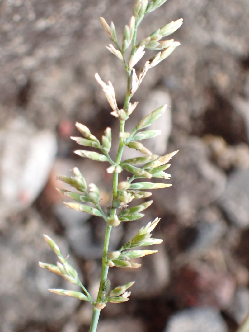 Saltmarsh Alkaligrass photo 4