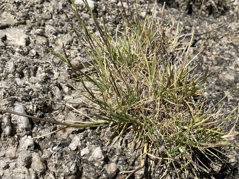 Saltmarsh Alkaligrass photo 5