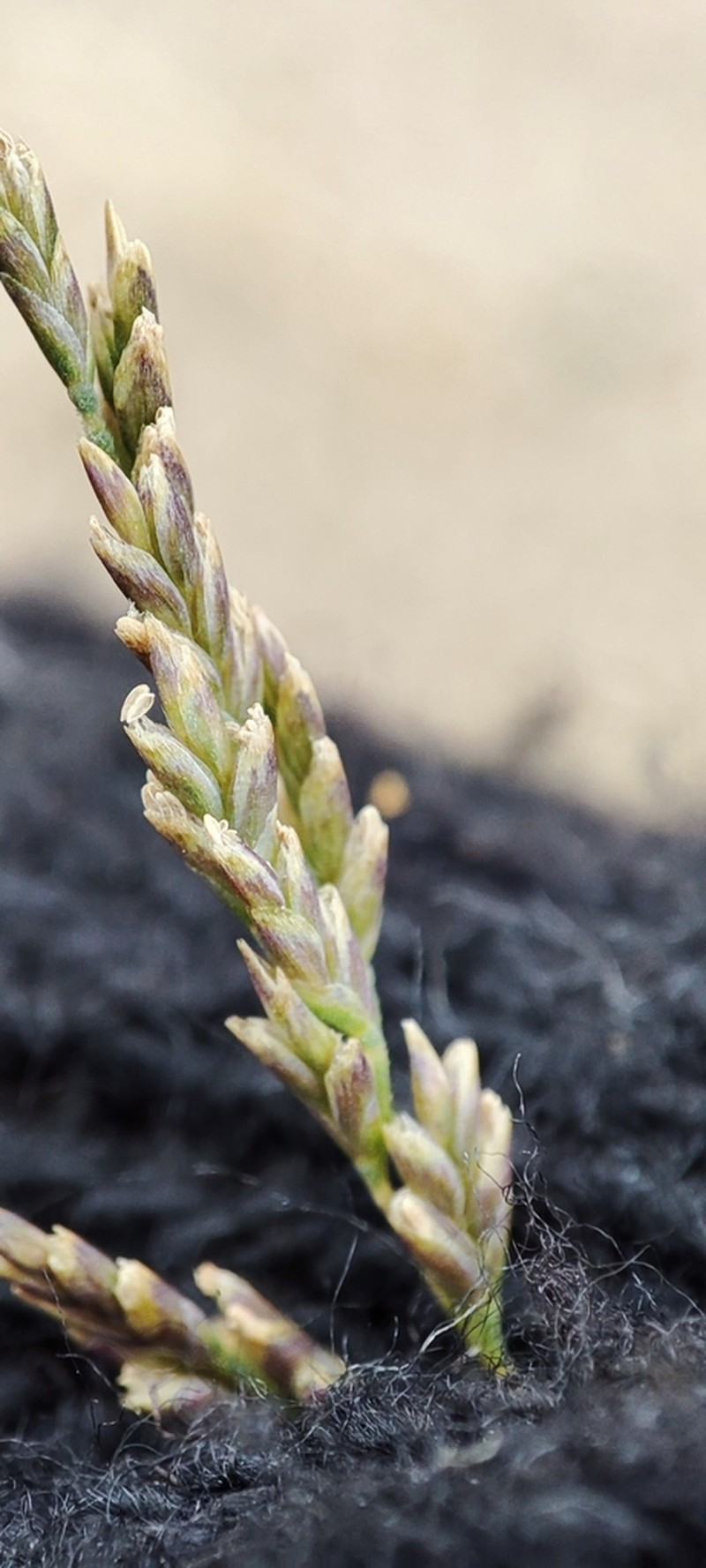 Puccinellia hauptiana