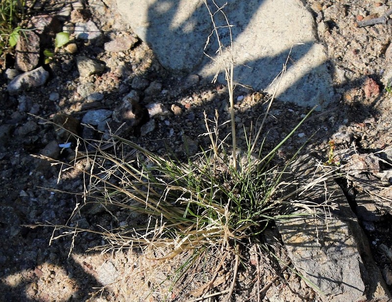Puccinellia hauptiana photo 3