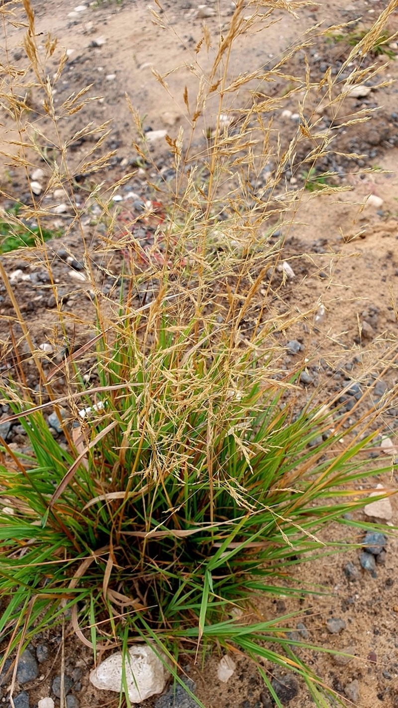 Puccinellia hauptiana photo 4