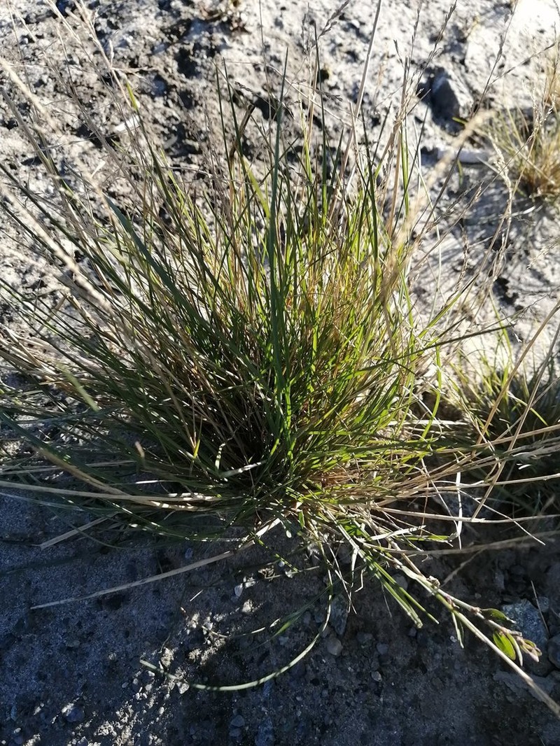 Puccinellia hauptiana photo 5
