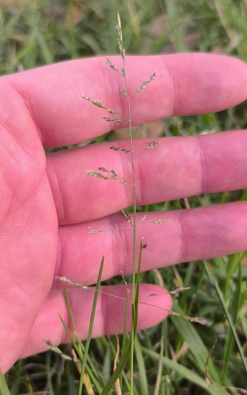 Puccinellia hauptiana photo 8