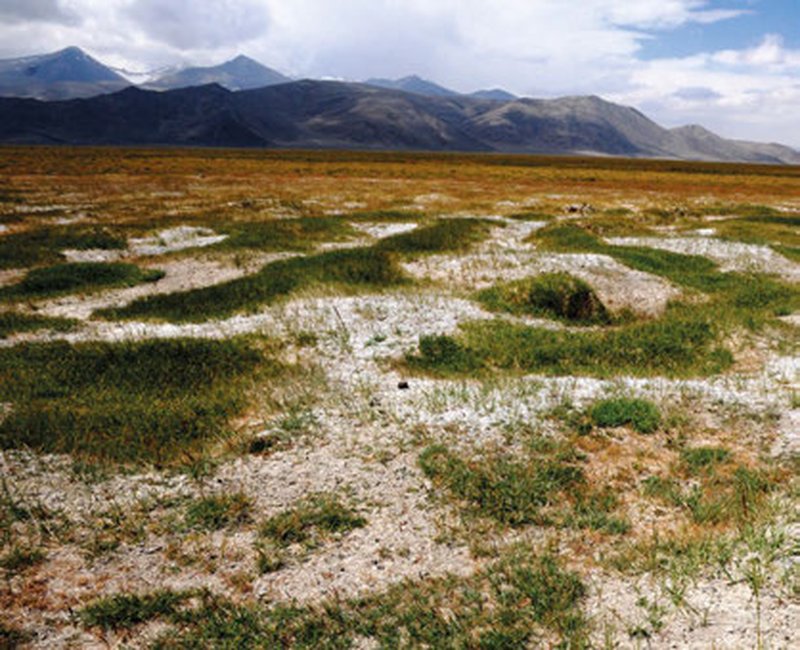 Howell's Alkaligrass