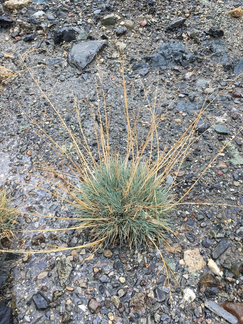 Howell's Alkaligrass