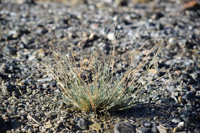 Howell's Alkaligrass photo 2
