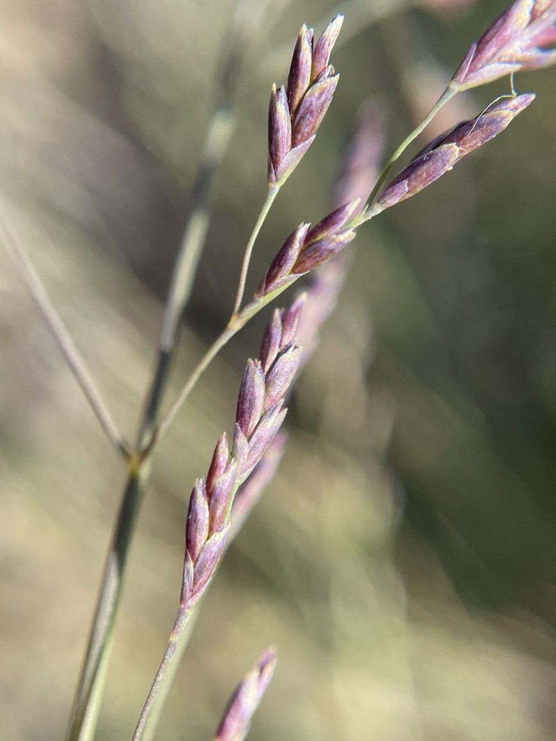 Howell's Alkaligrass photo 4
