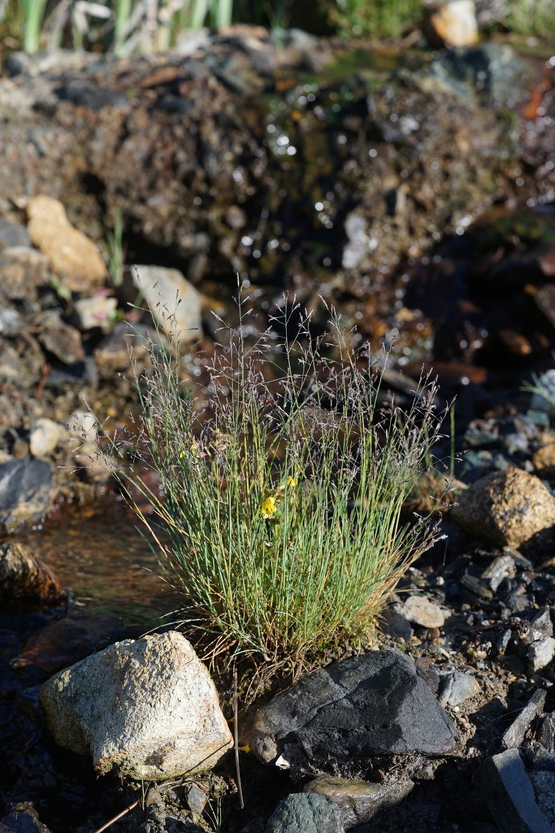 Howell's Alkaligrass photo 5