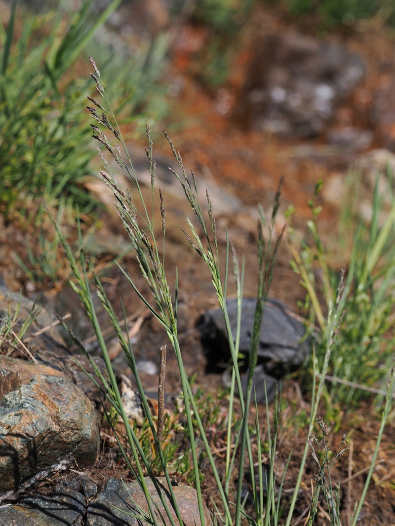 Howell's Alkaligrass photo 6