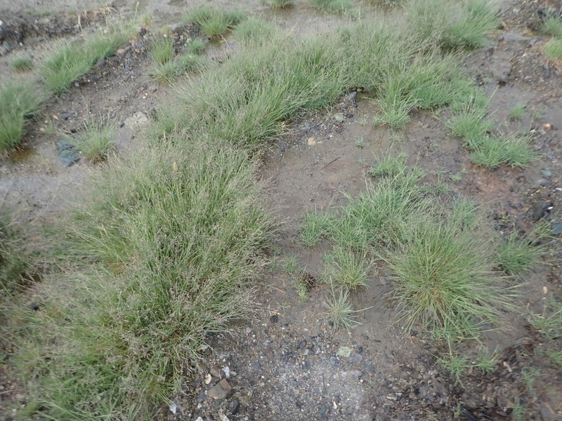 Howell's Alkaligrass photo 7