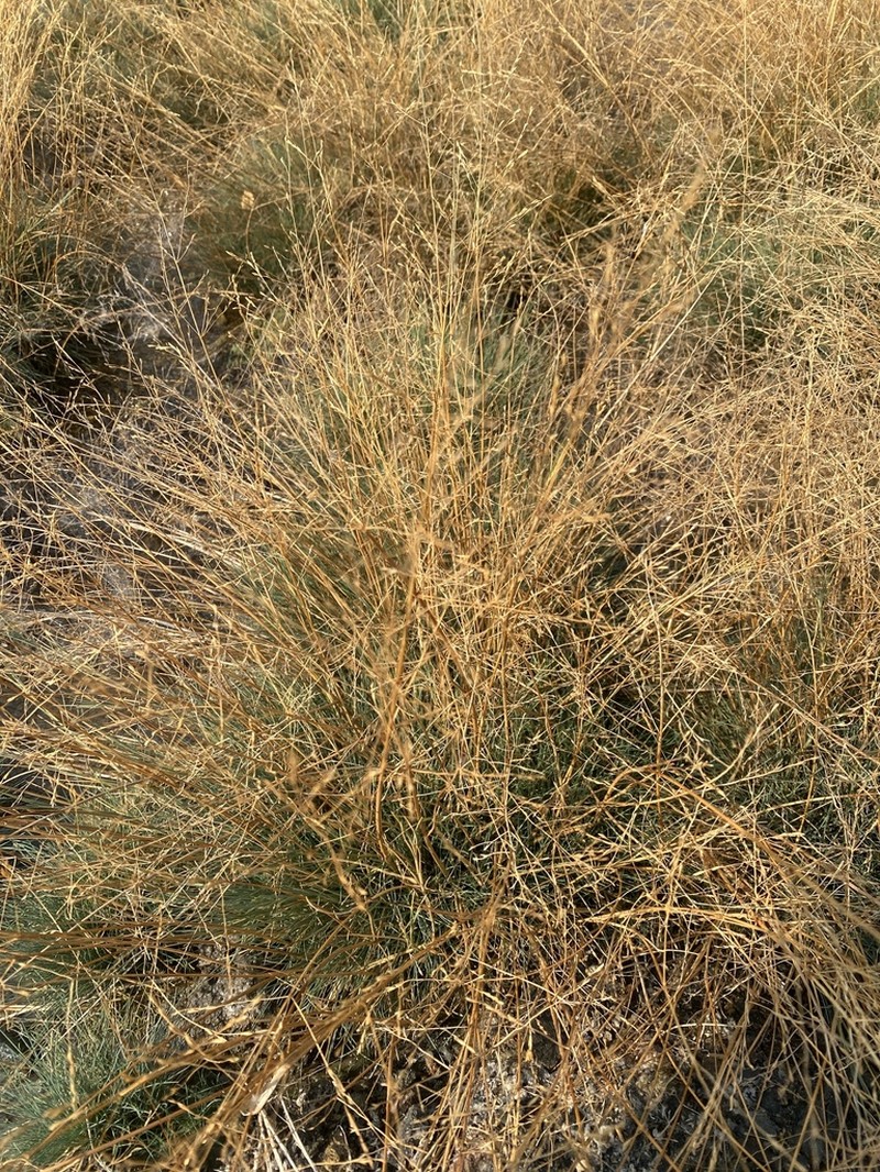 Howell's Alkaligrass photo 8
