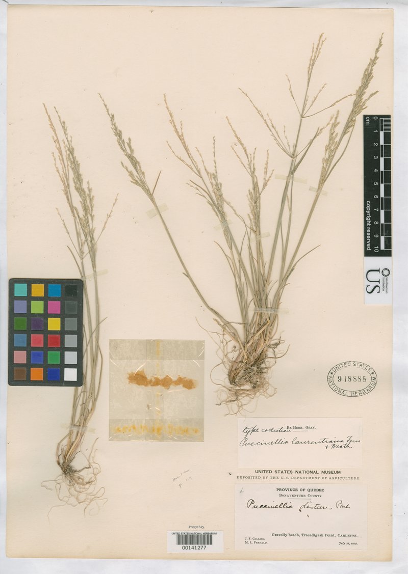 Tracadigash Mountain Alkaligrass