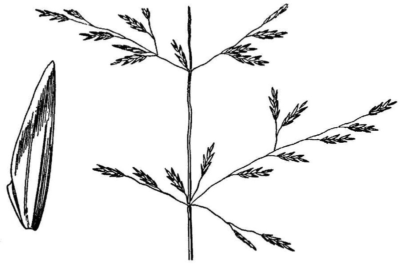 Lemmon's Alkaligrass