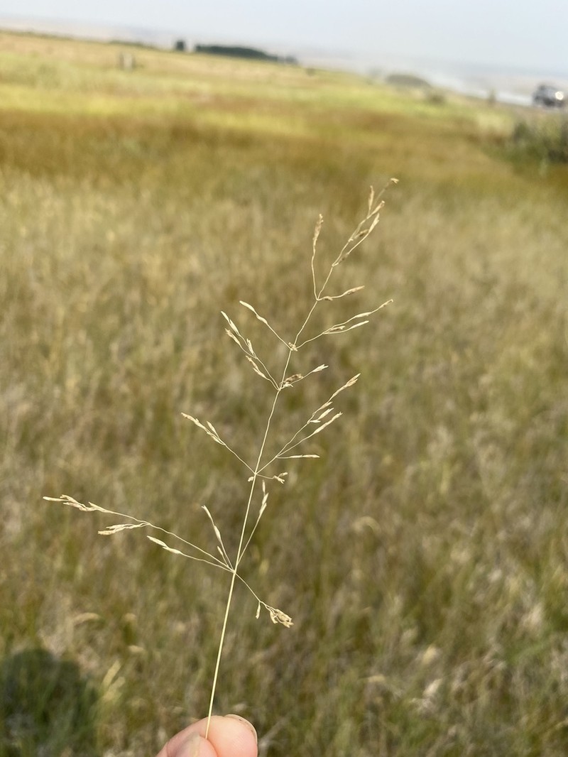 Lemmon's Alkaligrass photo 2