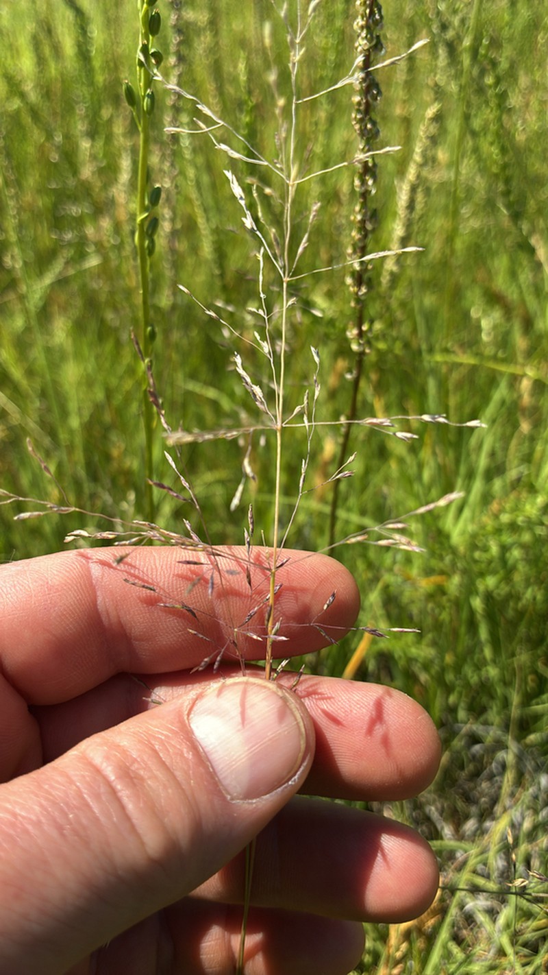 Lemmon's Alkaligrass photo 3