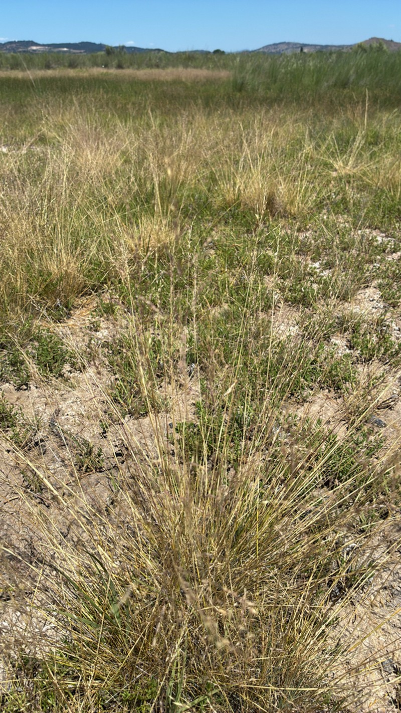 Lemmon's Alkaligrass photo 4