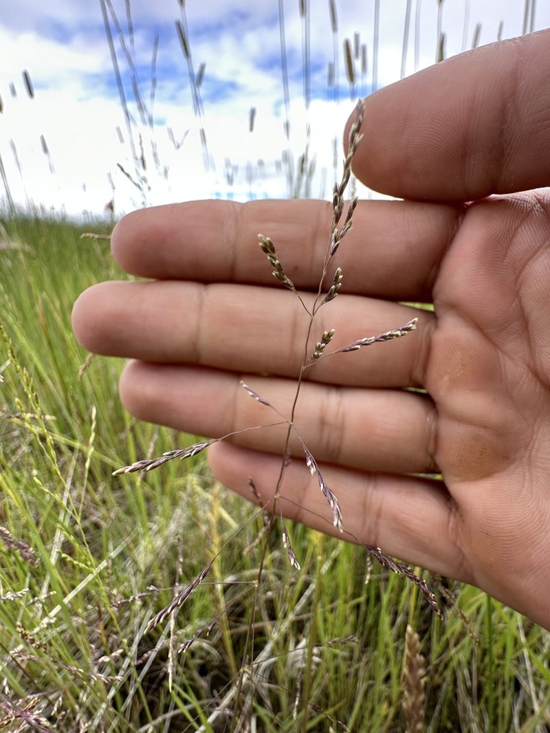 Lemmon's Alkaligrass photo 5