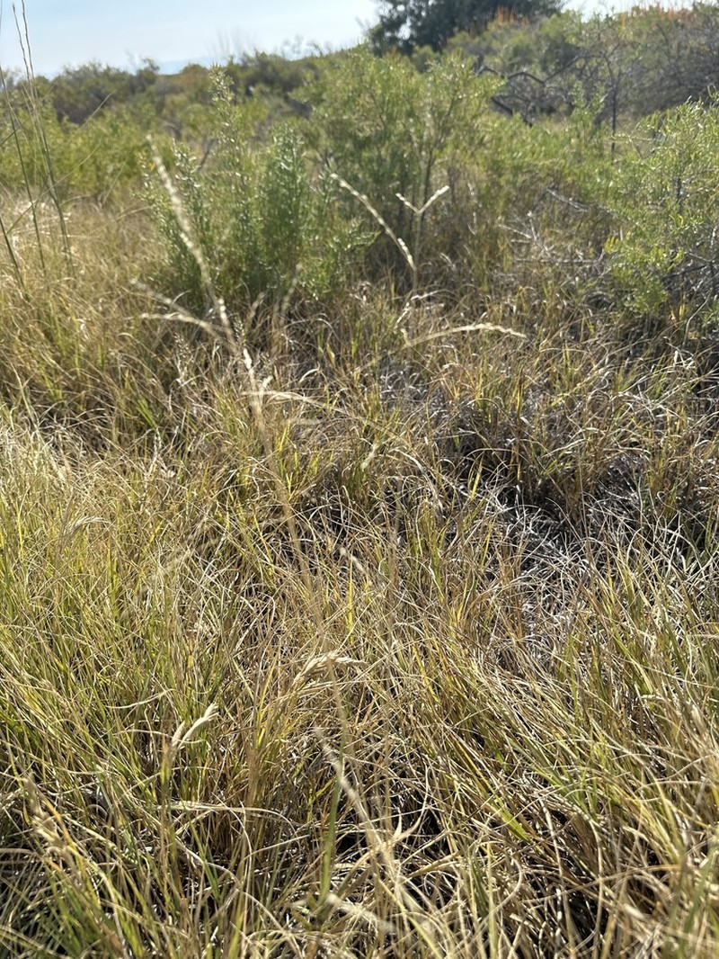 Lemmon's Alkaligrass photo 6