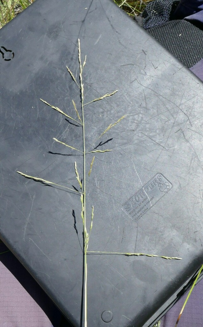 Lemmon's Alkaligrass photo 7