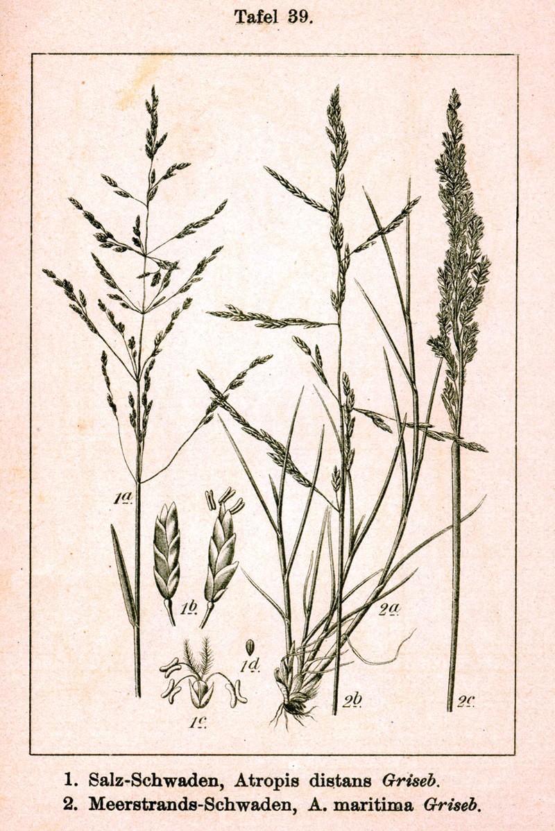 Seaside Alkaligrass photo 4