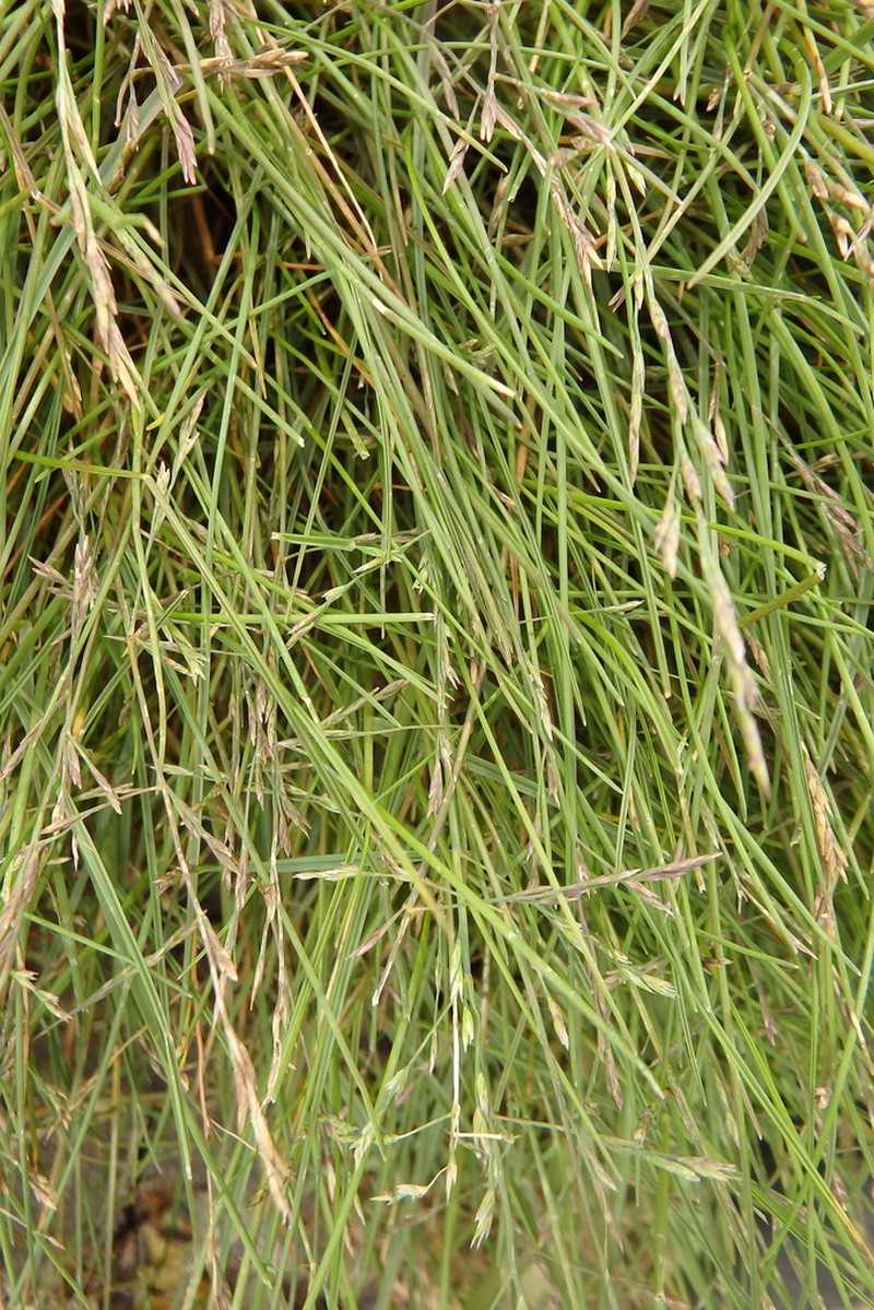 Tracadigash Mountain Alkaligrass
