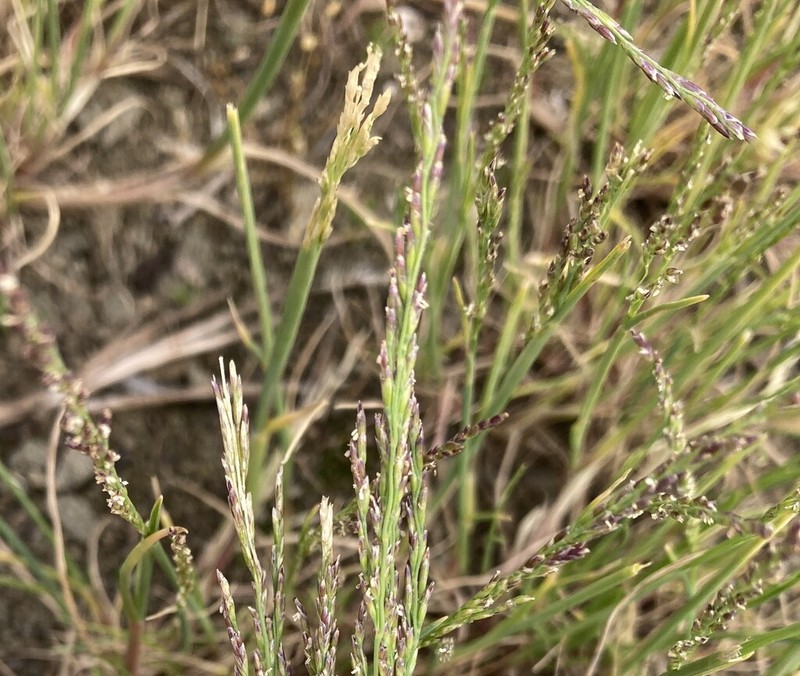 Tracadigash Mountain Alkaligrass photo 2