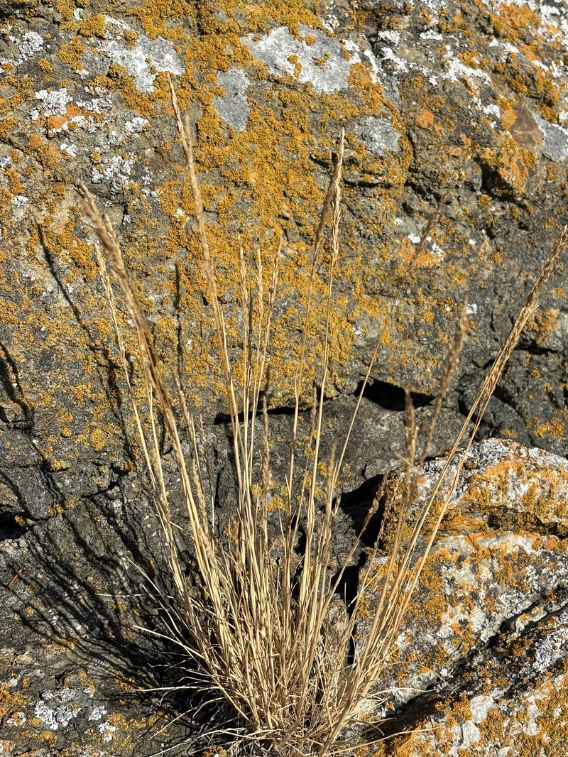 Tracadigash Mountain Alkaligrass photo 8
