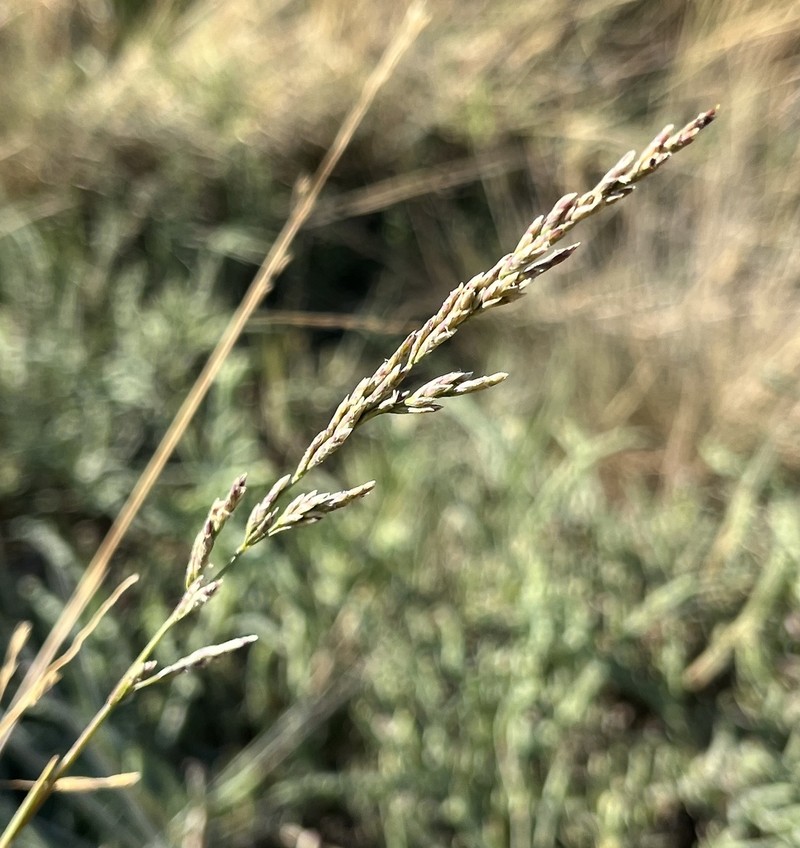 Nootka Alkaligrass photo 5