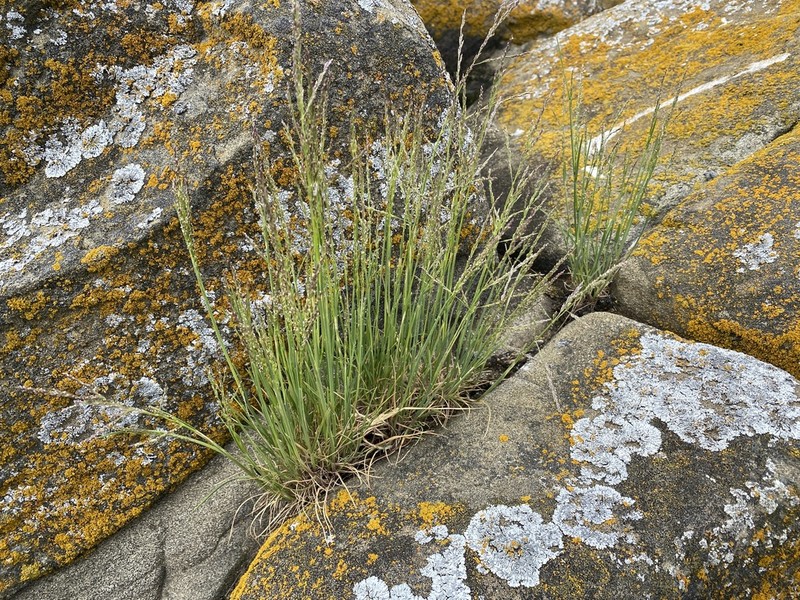 Nootka Alkaligrass photo 7