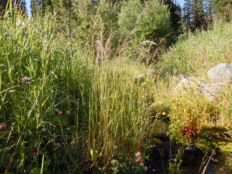 Nuttall's Alkaligrass photo 2