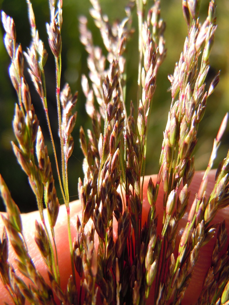 Nuttall's Alkaligrass photo 3