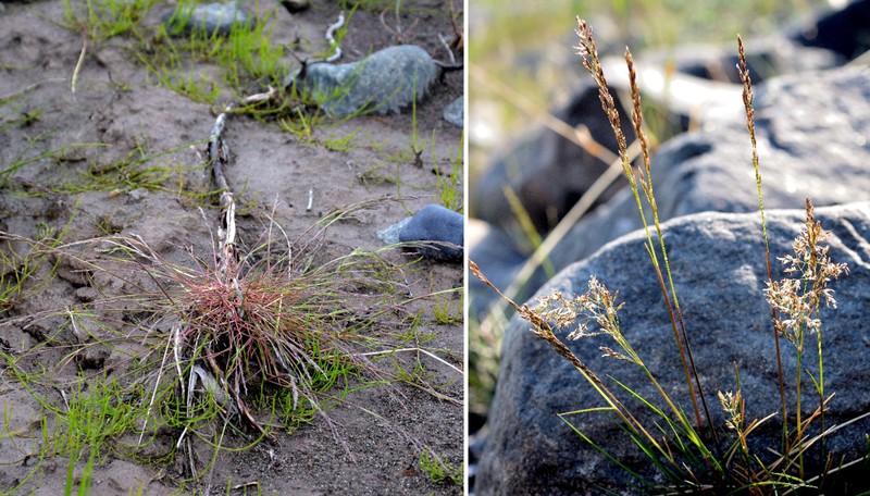 Nuttall's Alkaligrass photo 4