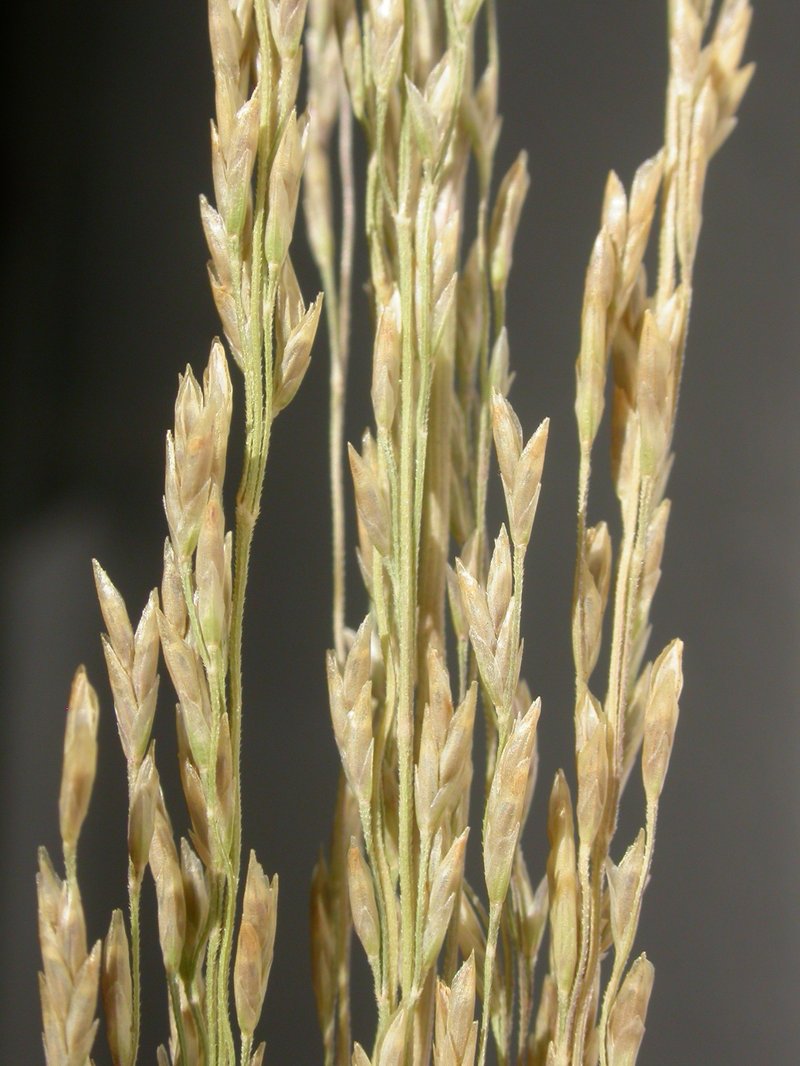 Nuttall's Alkaligrass